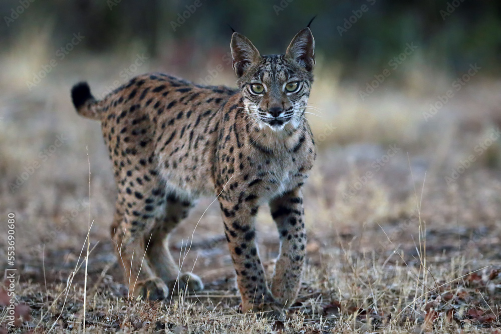 Fototapeta premium The Iberian lynx (Lynx pardinus), young lynx in yellow grass. Young Iberian lynx in the autumn landscape.