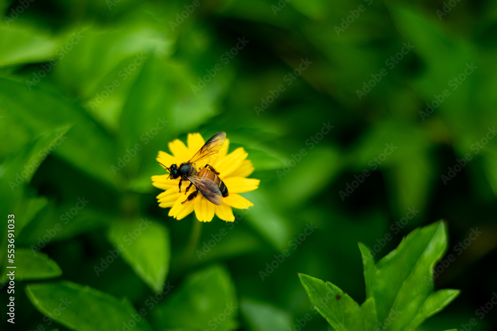 The bee sitting on a wild grass flower and eating honey The bee sitting on a wild grass flower and eating honey