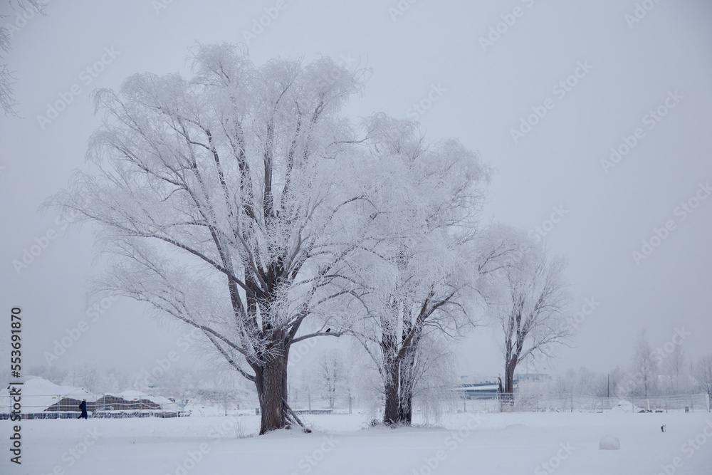 Fototapeta premium A winter scenery with frozen trees whit black trunks and brunches white of frost and snow, selective focus