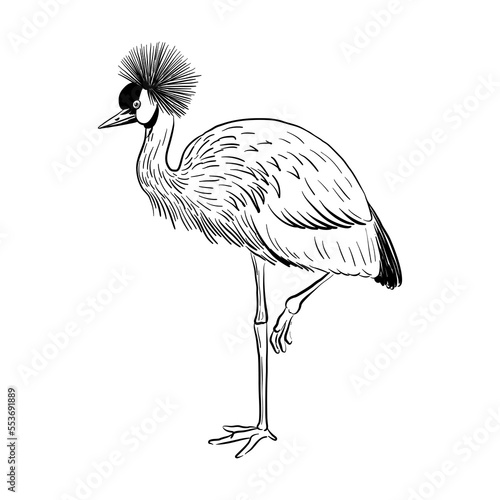 vector drawing sketch of bird, hand drawn grey crowned crane , Balearica regulorum , isolated nature design element