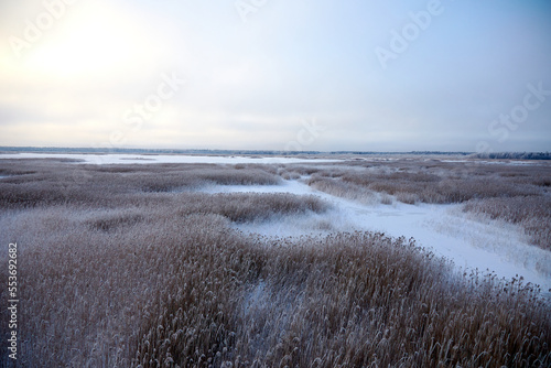 Winter landscape with lake full of dried reed covered with snow and clear sky above  selective focus