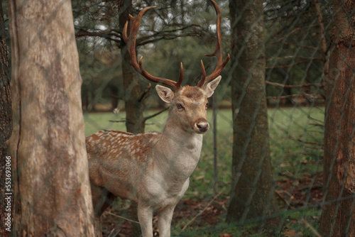 A young horned deer close-up among the trees through a lattice fence. A wild animal behind a hedge. Beautiful fawn in the zoo