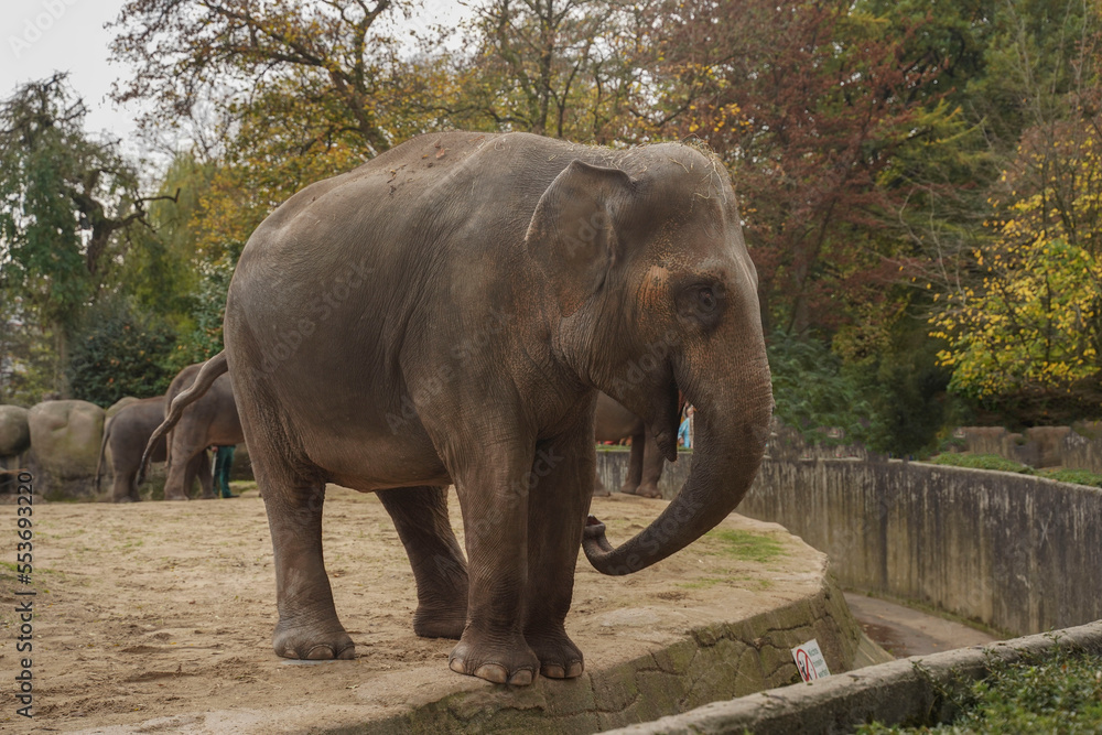 One Isolated Big Alone Elephant Standing and Looking Around. A young elephant with small ears and no tusks stands in the zoo in a close-up field, behind the forest and visitors