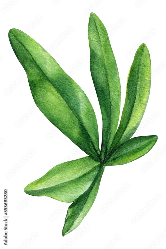 Passionflower green leaves and flower, tropical fruit. Realistic watercolor botanical painting Passionflower green leaves and flower, tropical fruit. Realistic watercolor botanical painting