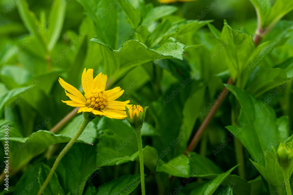 Yellow stargrass flowers are found in open woodland Yellow stargrass flowers are found in open woodland