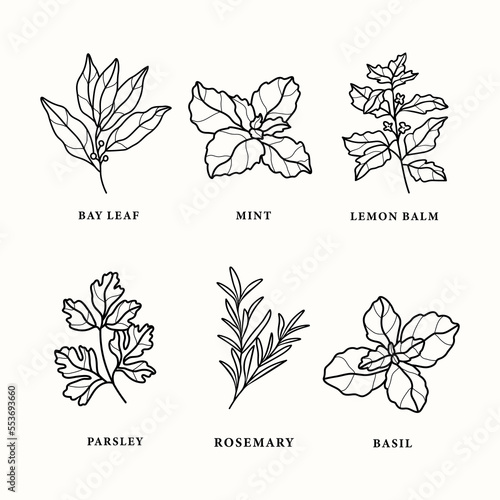 Set of line art herbs and spices