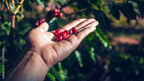 harvesting coffee berries by agriculturist hands, red coffee beans ripening in hand farmer, fresh coffee, red berry branch,  agriculture on coffee tree © NARONG