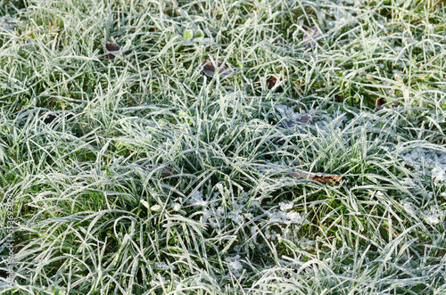 Frozen green grass in a meadow during wintertime