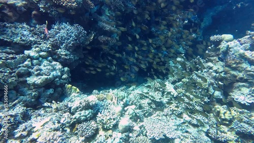 Swarm of Vanikoro Sweeper, empheris vanicolensis on coral reef, Red Sea Egypt photo