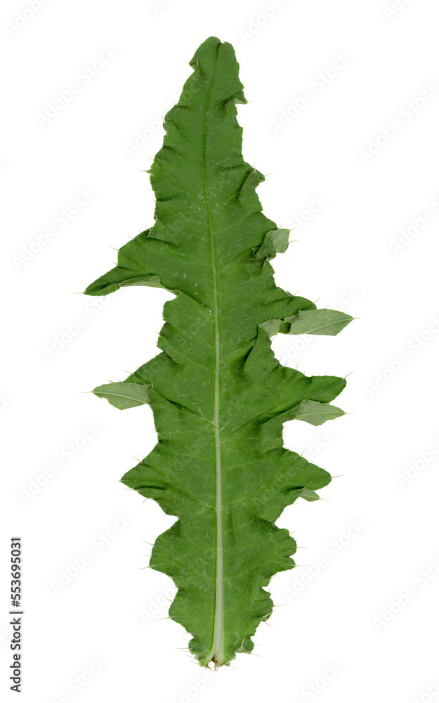 Fototapeta premium A leaf of a thistle. Cut out on a transparent background.