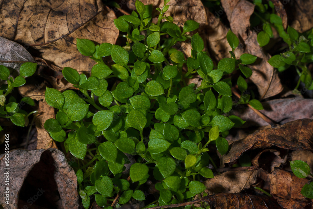 green young grass with tiny round leaves among dry brown autumn leaves in the forest, top view macro shot green young grass with tiny round leaves among dry brown autumn leaves in the forest, top view macro shot