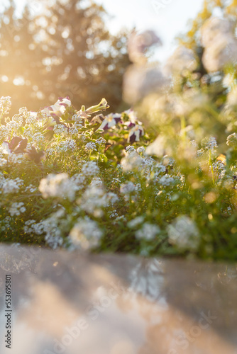 Beautiful flower bed with tender white blooming flowers in sunset back light. Early autumn. Vertical soft focused shot with reflection
