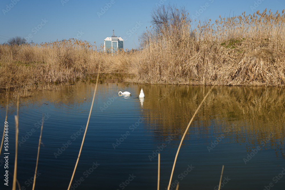 two beautiful white swans swimming and feeding in lake or pond with reeds and blue sky on background, nature landscape