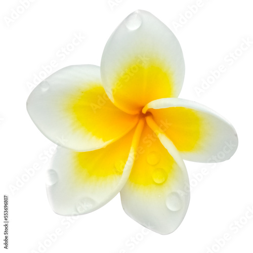 gouttes d’eau sur fleur de frangipanier, fond blanc  photo