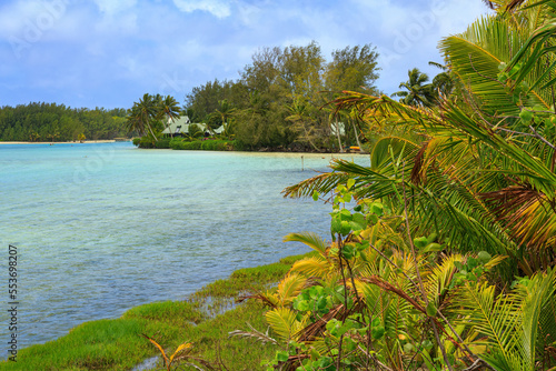 Palm trees and other tropical plants growing on the shoreline of Muri Lagoon on the island of Rarotonga  Cook Islands