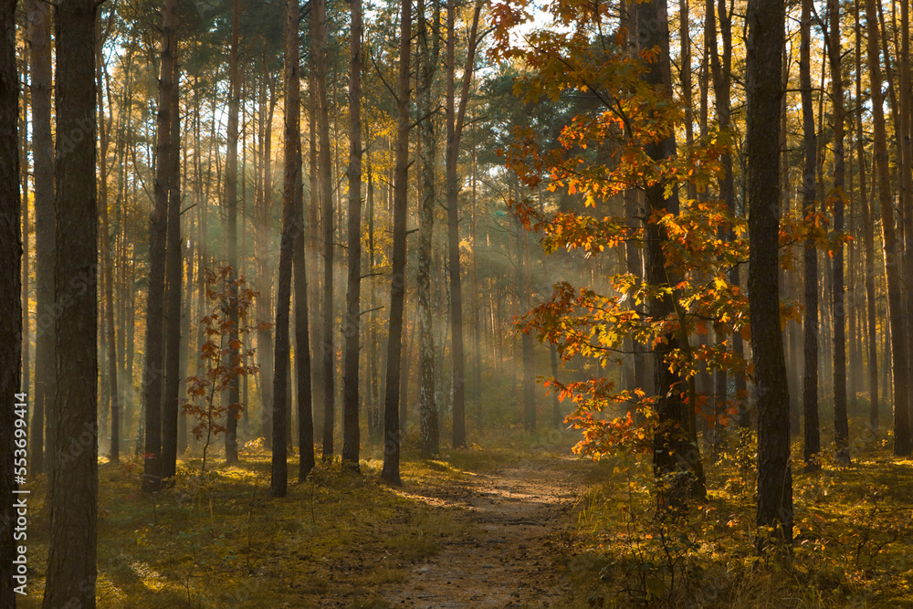 Obraz premium Majestic view of forest with sunbeams shining through trees in morning