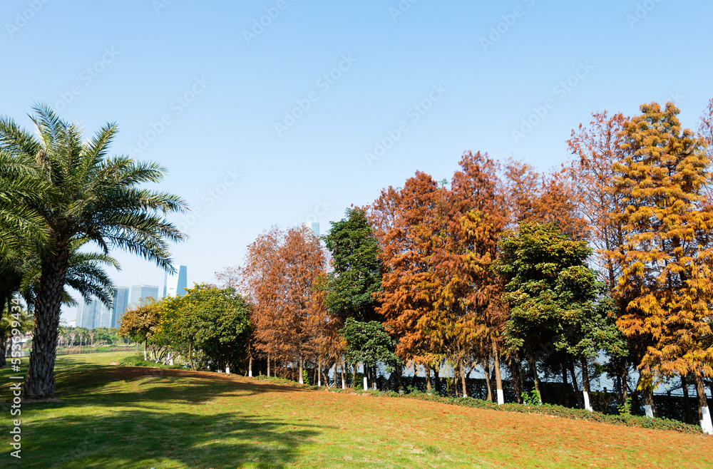 Autumn bald cypress trees in the park