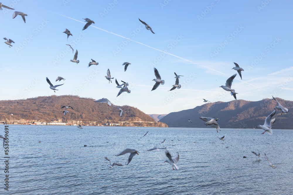 Many birds in flight above the water. Seagulls in flight