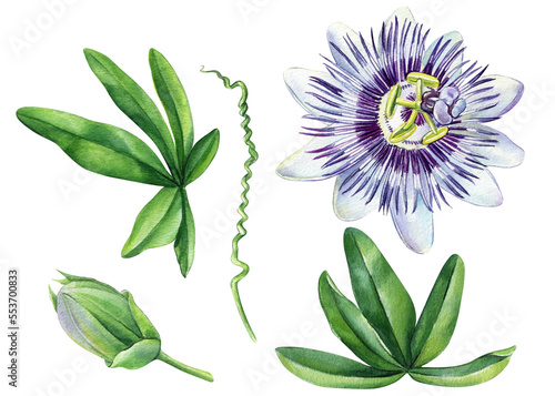 Fotografie Passionflower with green leaves