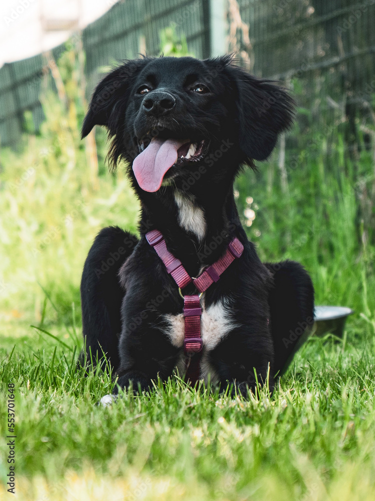 little black dog playing in the garden little black dog playing in the garden