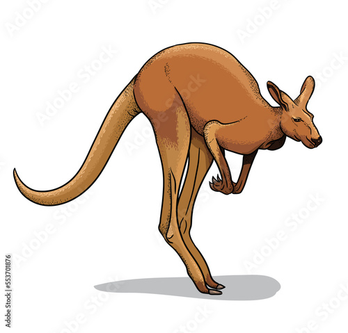 Red kangaroo isolated vector illustration. Australian fauna cartoon picture.