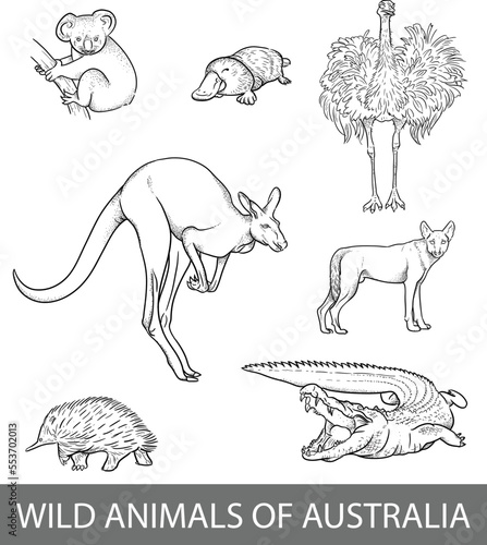 Vector set of wild animals of Australia. Outline illustration of koala, ostrich, echidna, dingo, alligator, kangaroo, platypus.