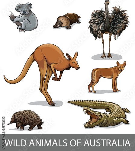 Vector set of wild animals of Australia. Isolated cartoon illustration of koala, ostrich, echidna, dingo, alligator, kangaroo, platypus.