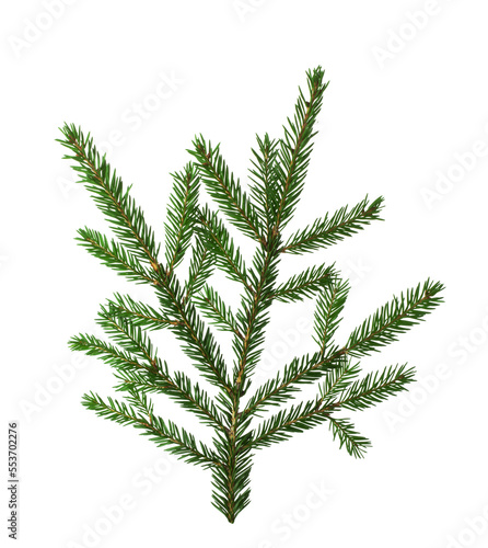 a branch of a Christmas tree with green needles, isolated on a white background