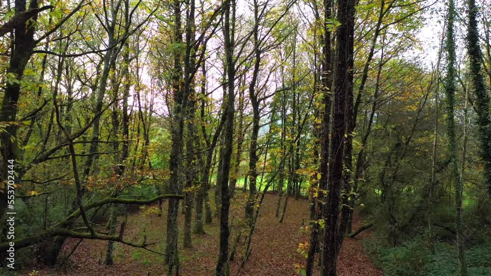 Deciduous Trees in Fall Forest, Gentle Dolly In, Aerial. Deciduous Trees in Fall Forest, Gentle Dolly In, Aerial.