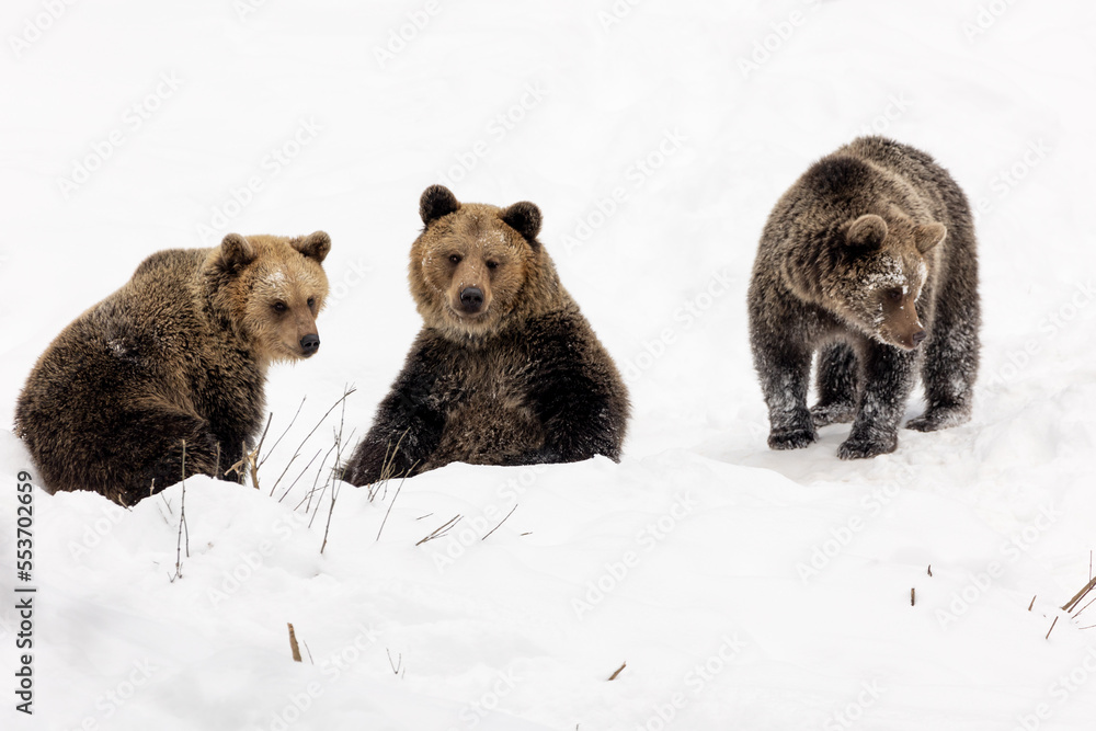 Obraz premium Wild adult Brown bears walk and sit in the snow in winter forest. (Ursus arctos)