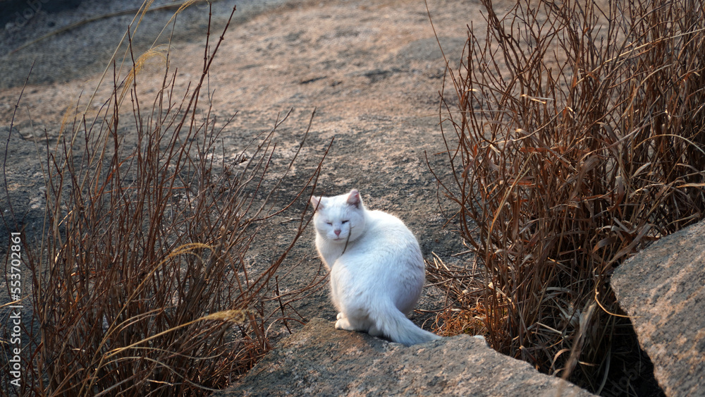 Fototapeta premium The time of the wild odd-eyed white cat, eating, smelling, resting, confronting, resting, and showing a lovely appearance.