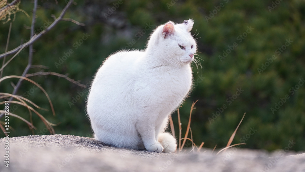 The time of the wild odd-eyed white cat, eating, smelling, resting, confronting, resting, and showing a lovely appearance.