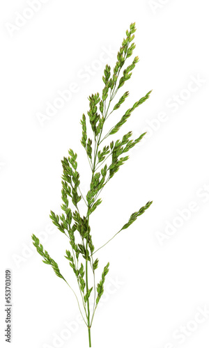 Annual meadow grass close up. Cut out on a transparent  background.