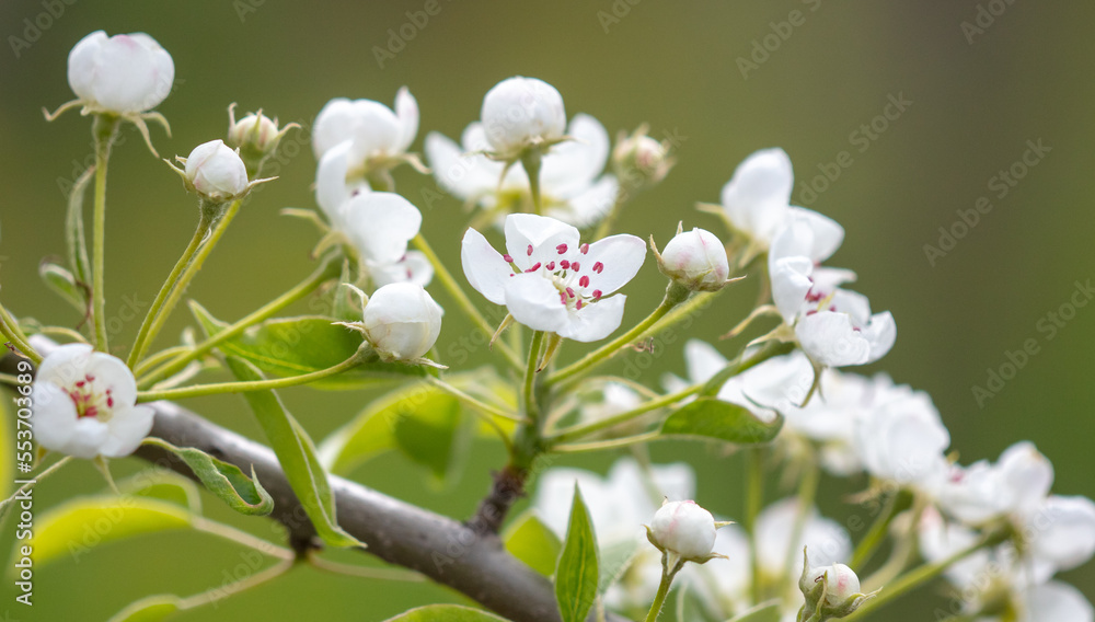 Fototapeta premium Flowers on the branches of a pear tree in spring.