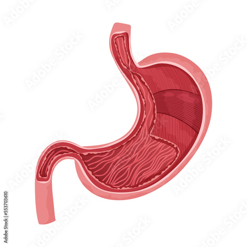 Human stomach inside with detailed muscle layer
