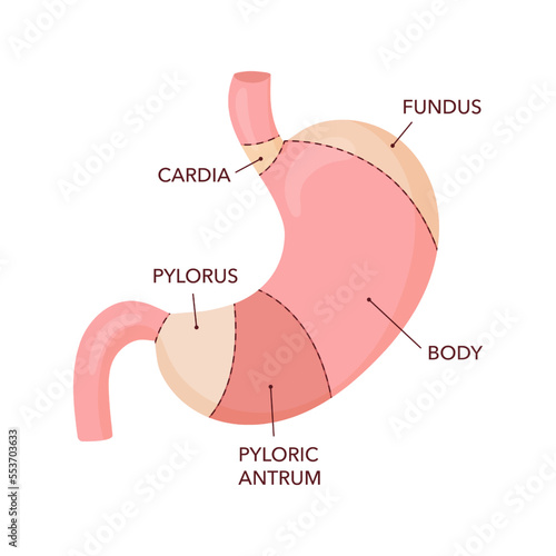 Human stomach anatomy diagram