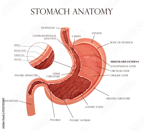 Human stomach with all layers and folds photo