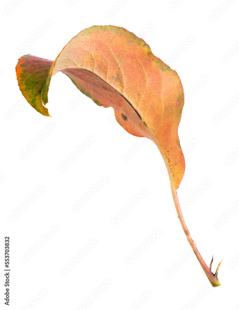 Naklejka premium Autumn leaf from a tree isolated on a white background.