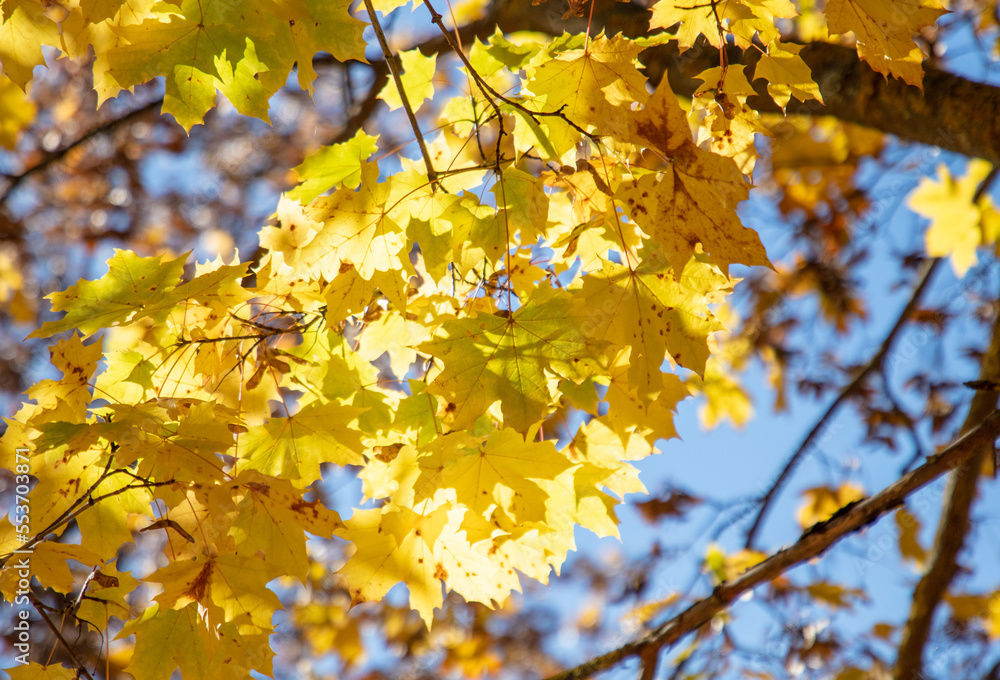 Yellow maple leaves on the tree in autumn. Yellow maple leaves on the tree in autumn.
