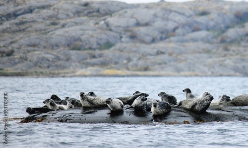Seals photo