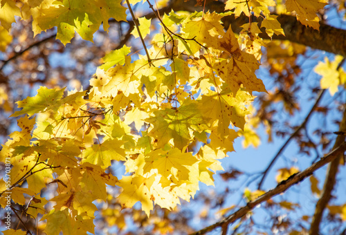 Yellow maple leaves on the tree in autumn.