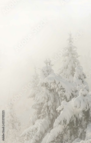 Foggy winter scene with spruce trees covered with snow 