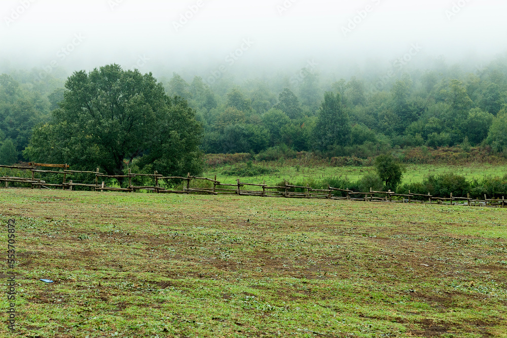 Green meadow foggy landscape. Farm field with green grass, oak tree and mixed forest in background. Cloudy morning in pasture.