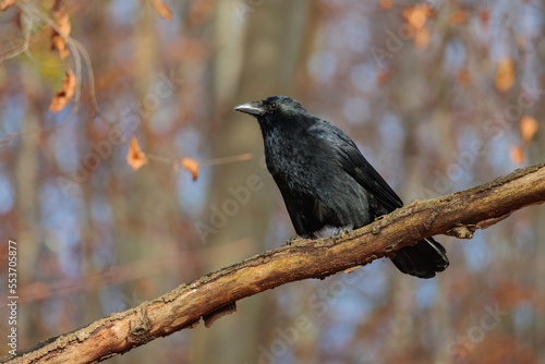Black crow sitting in tree branch in forest