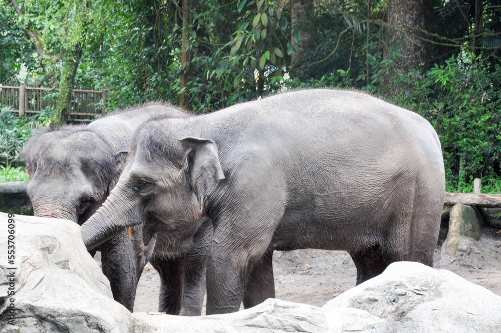 Fototapeta premium Singapore