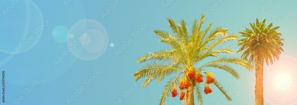 Banner holiday concept with two tropical big old palm trees, one of them a date palm with orange fruits at blue sky gradient background and lens flare and direct sunlight with copy space