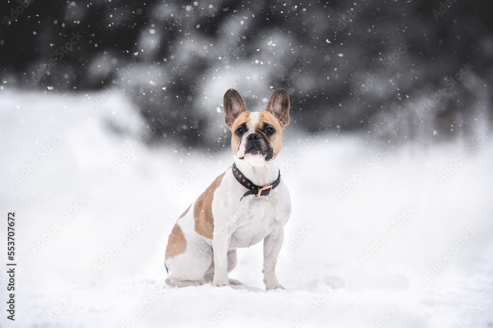 French Bulldog dog sitting outdoors in winter in the snow