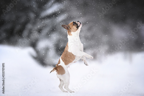Fototapeta Naklejka Na Ścianę i Meble -  happy french bulldog dog jumping up outdoors in winter snow