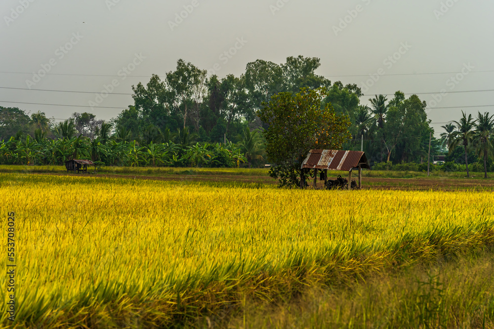 Obraz premium Old Wood cottage in golden ear of Thai jasmine rice plant on organic rice field in Asia country agriculture harvest with sunset sky background.