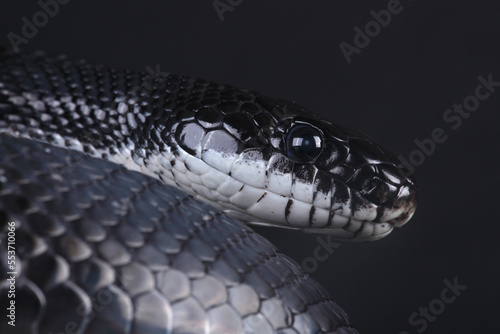 A portrait of a Black Rat Snake

